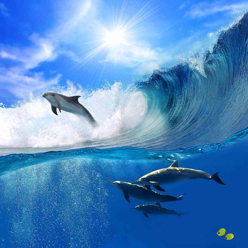 Animal music, animals and music, music vibrations, Good Parenting Brighter Children, dolphin music, whales making music, vibrations, how animals hear, sound, sound vibrations 