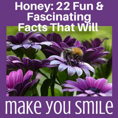 Honey: 22 Fun & Fascinating Facts That Will Make You Smile
