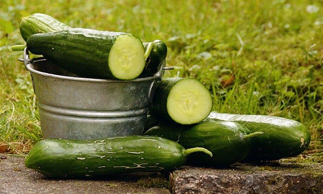 Picking fresh cucumbers from the garden is fun. The health benefits of cucumbers help keep kids healthy