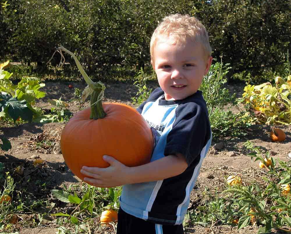 pumpkin carving how to, boy holding pumpkin in pumpkin patch