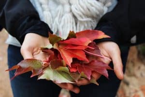 Thanksgiving Gratitude, child holding fall leaves