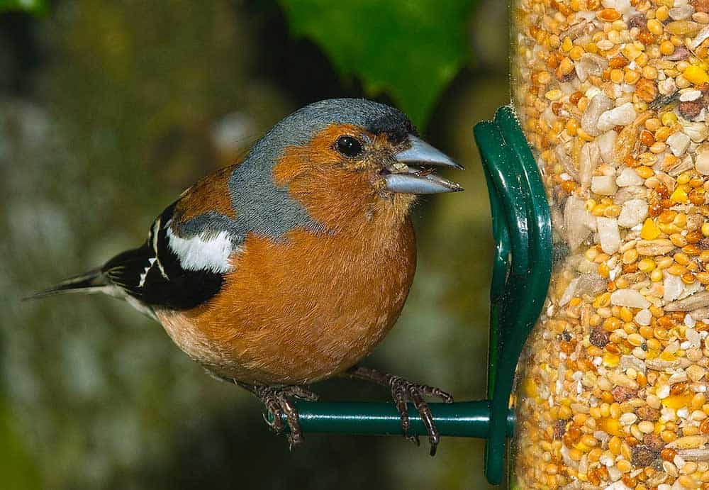 bird watching, a bird feeding at an outdoor feeder