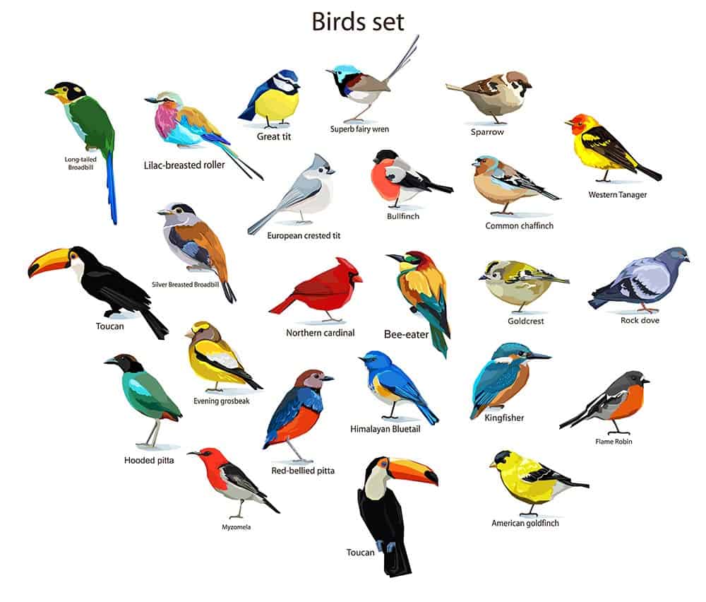 bird watching, infographic on birds in America