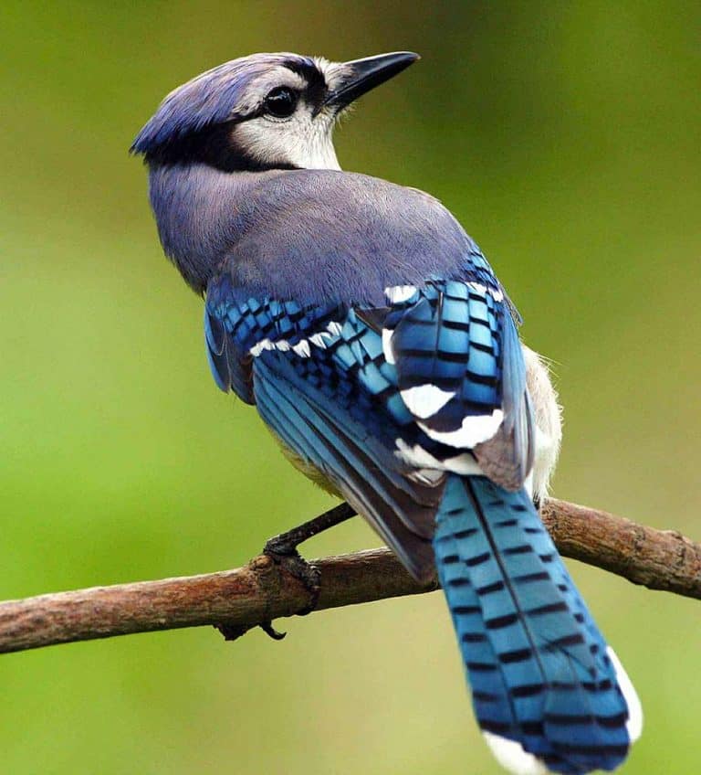 How to Teach Your Kids About Awesome Bird Watching