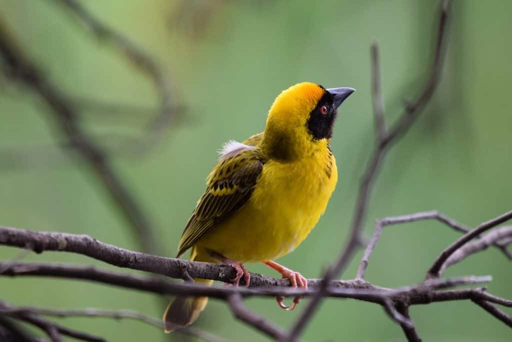 How to Teach Your Kids About Awesome Bird Watching