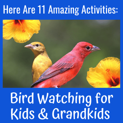 Here Are 11 Amazing Activities: Bird Watching for Kids & Grandkids